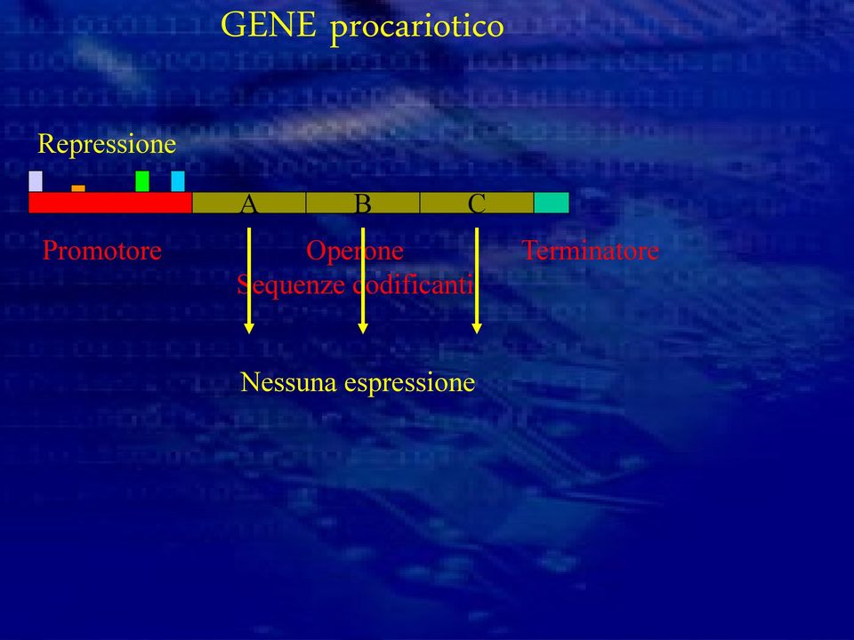 C Operone Sequenze