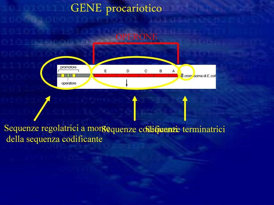 Sequenze codificanti Sequenze