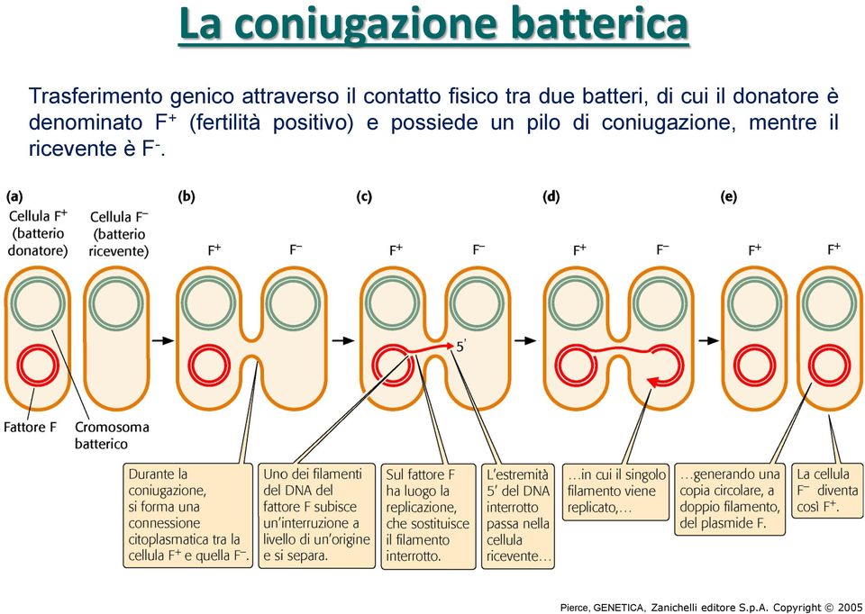 + (fertilità positivo) e possiede un pilo di coniugazione, mentre