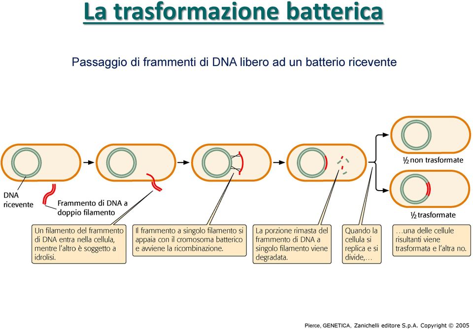 ad un batterio ricevente Pierce,