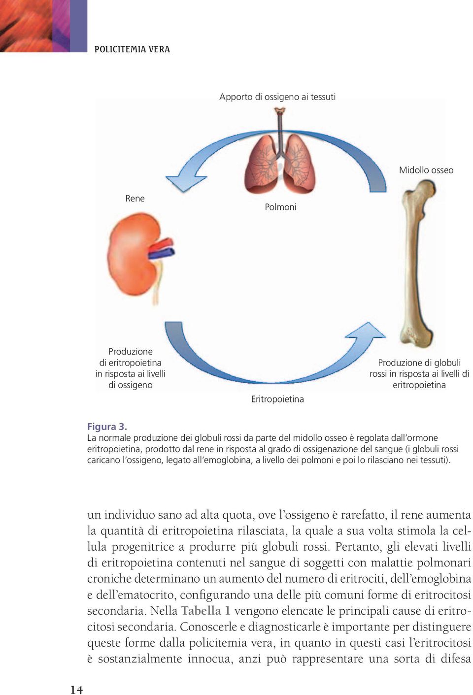 La normale produzione dei globuli rossi da parte del midollo osseo è regolata dall ormone eritropoietina, prodotto dal rene in risposta al grado di ossigenazione del sangue (i globuli rossi caricano