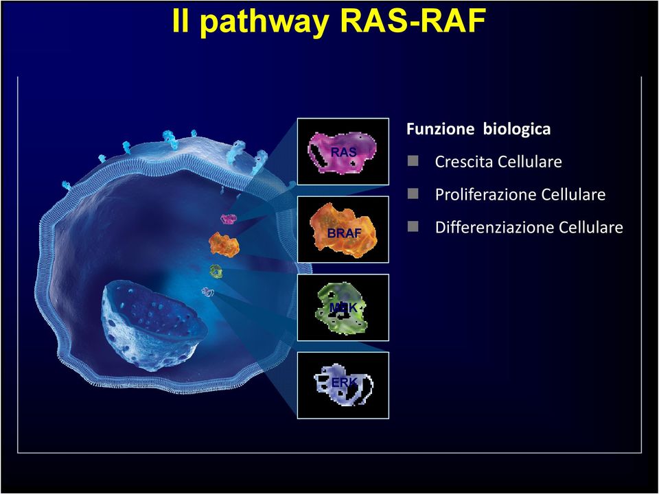 Cellulare Proliferazione