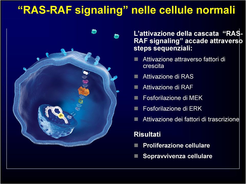 Attivazione di RAS Attivazione di RAF Fosforilazione di MEK Fosforilazione di ERK