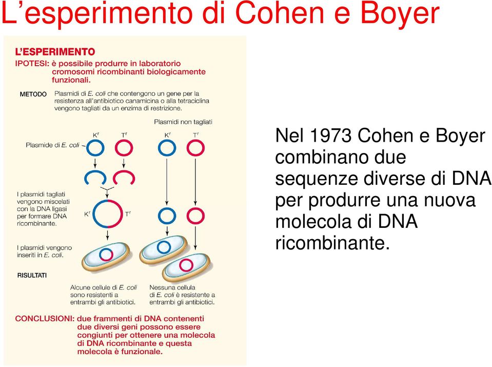 sequenze diverse di DNA per