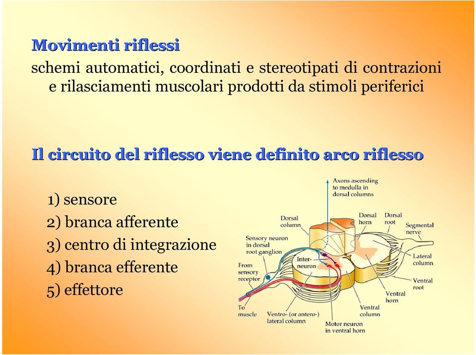 Il circuito del riflesso viene definito arco riflesso 1) sensore 2)