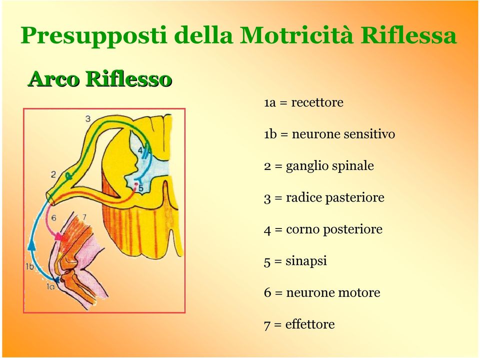 = ganglio spinale 3 = radice pasteriore 4 =