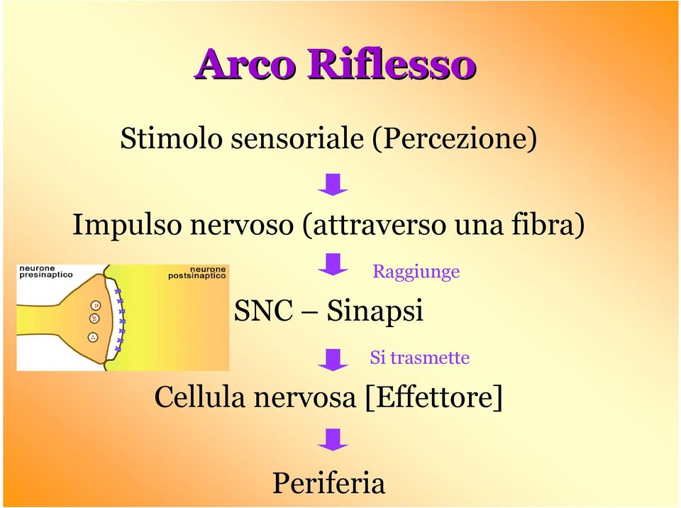 (attraverso una fibra) Raggiunge SNC