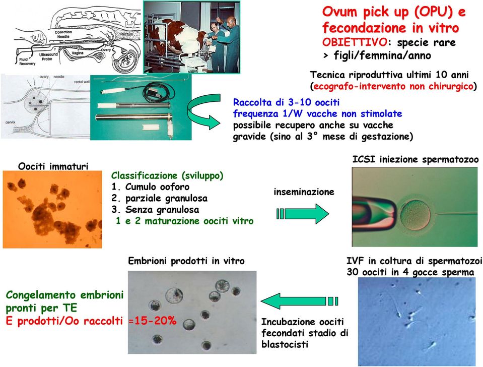 (sviluppo) 1. Cumulo ooforo 2. parziale granulosa 3.