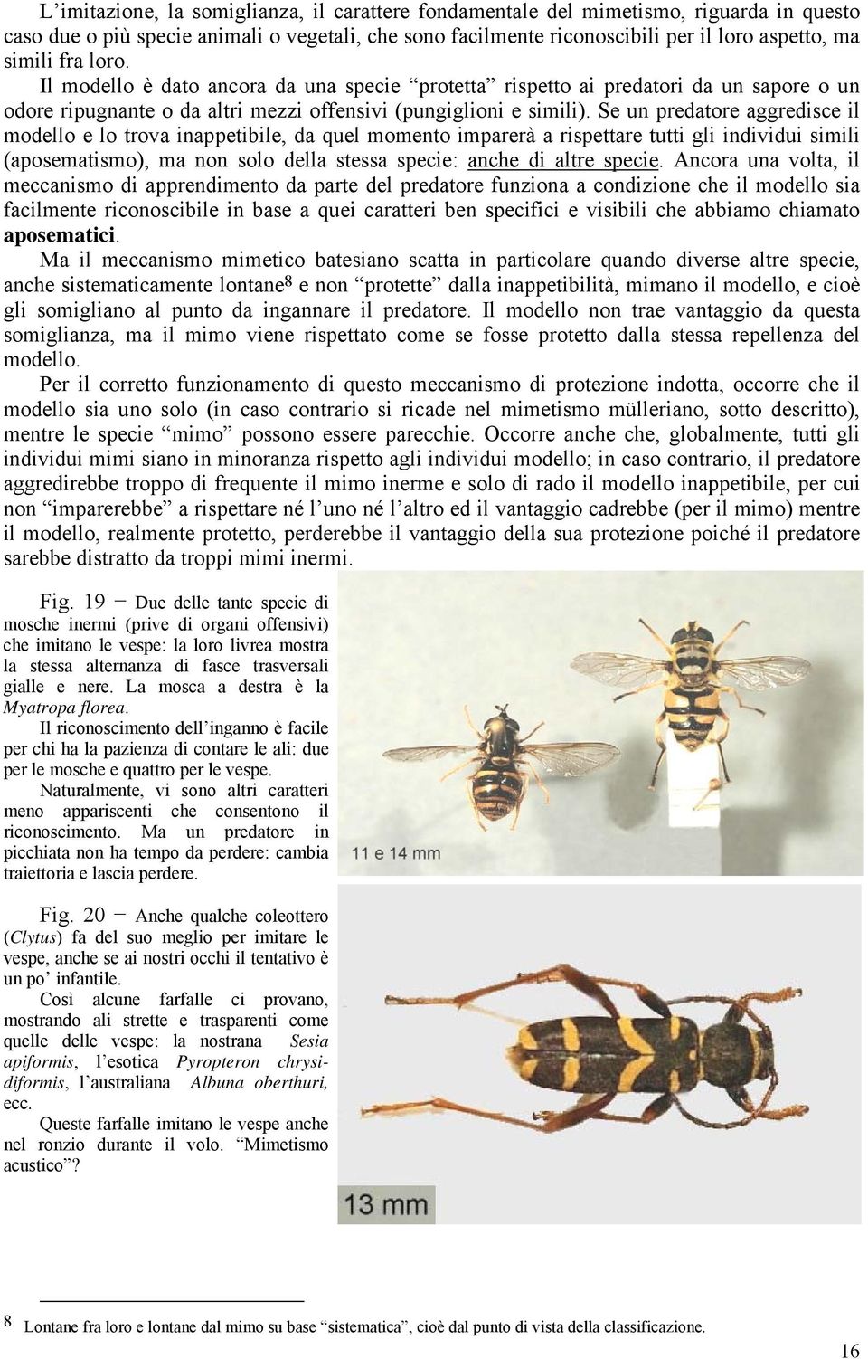 Se un predatore aggredisce il modello e lo trova inappetibile, da quel momento imparerà a rispettare tutti gli individui simili (aposematismo), ma non solo della stessa specie: anche di altre specie.