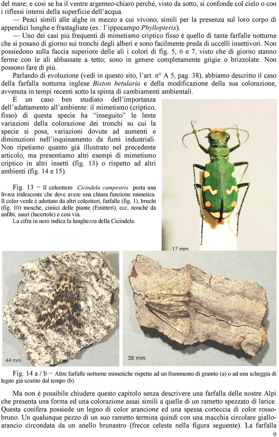 Uno dei casi più frequenti di mimetismo criptico fisso è quello di tante farfalle notturne che si posano di giorno sui tronchi degli alberi e sono facilmente preda di uccelli insettivori.