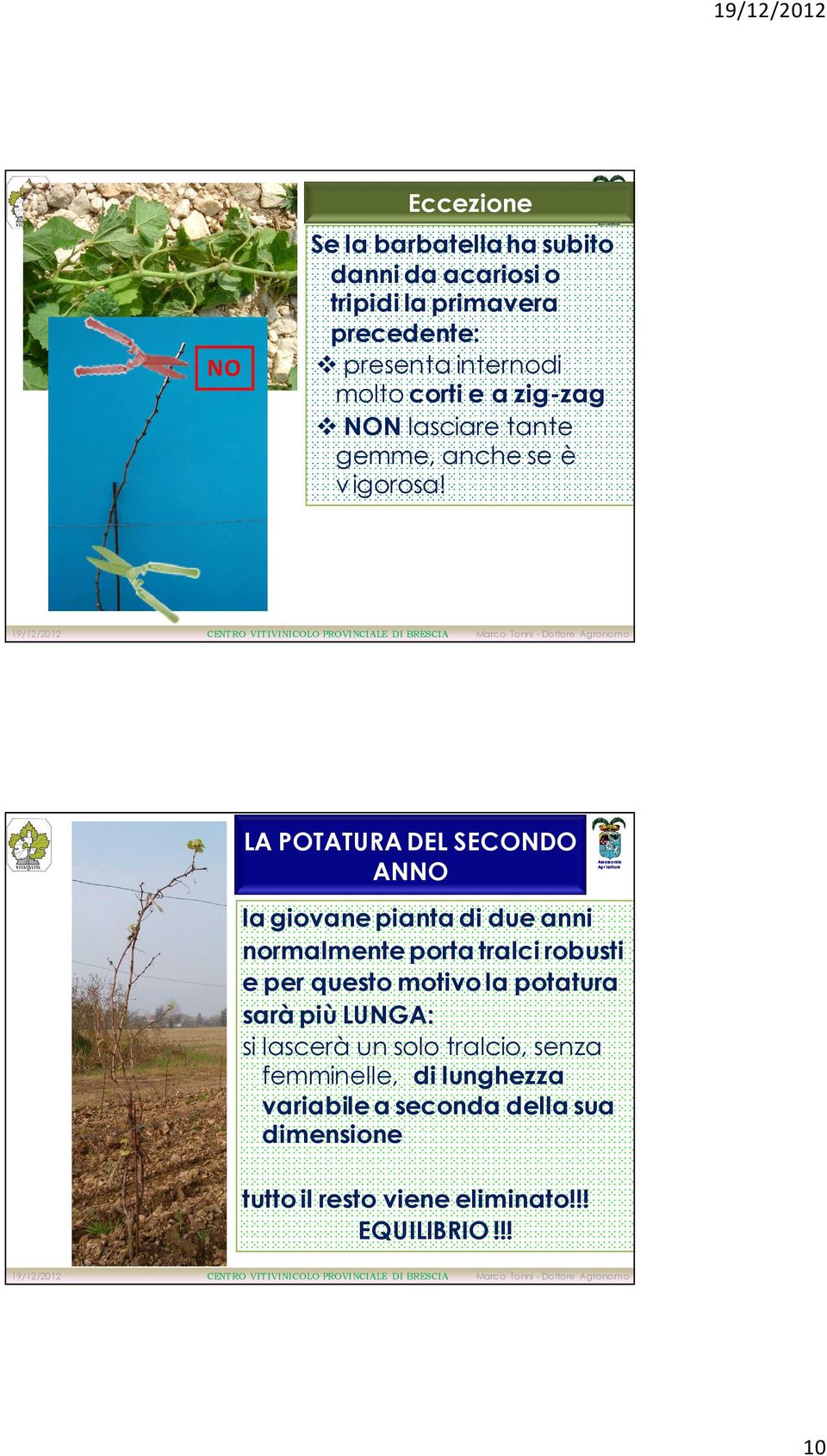 LA POTATURA DEL SECONDO AN la giovane pianta di due anni normalmente porta tralci robusti e per questo motivo la