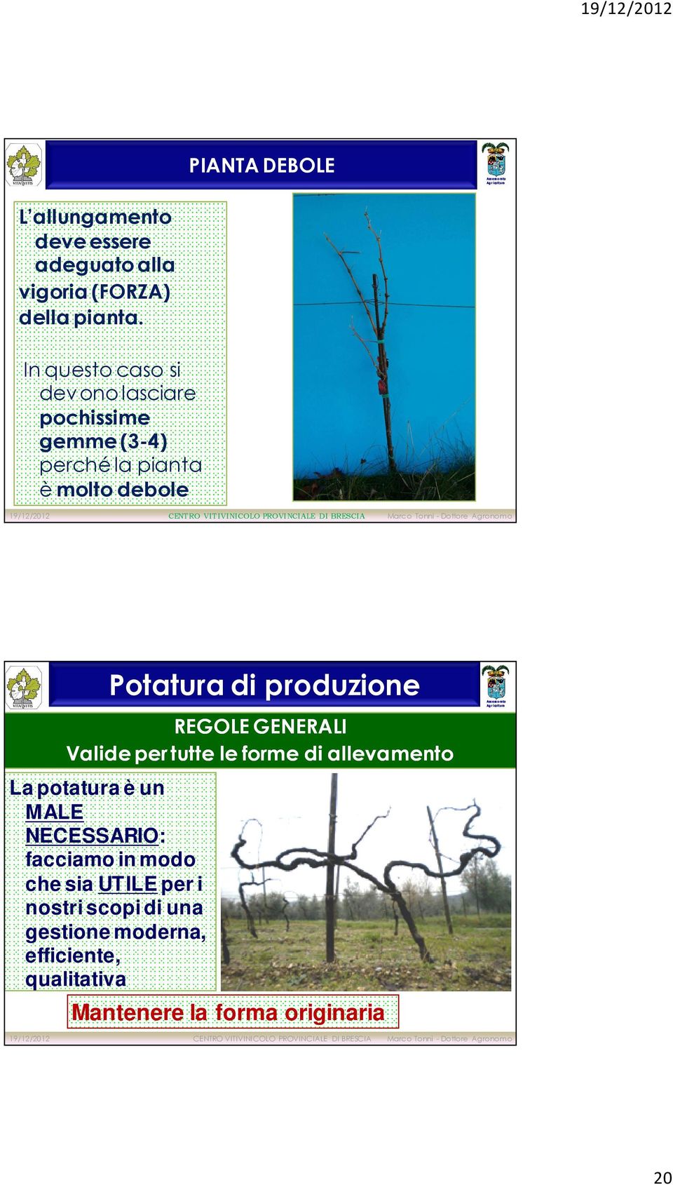 GENERALI Valide per tutte le forme di allevamento La potatura è un MALE NECESSARIO: facciamo in modo che sia UTILE per i