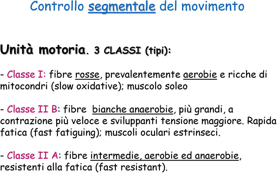 muscolo soleo - Classe II B: fibre bianche anaerobie, più grandi, a contrazione più veloce e sviluppanti