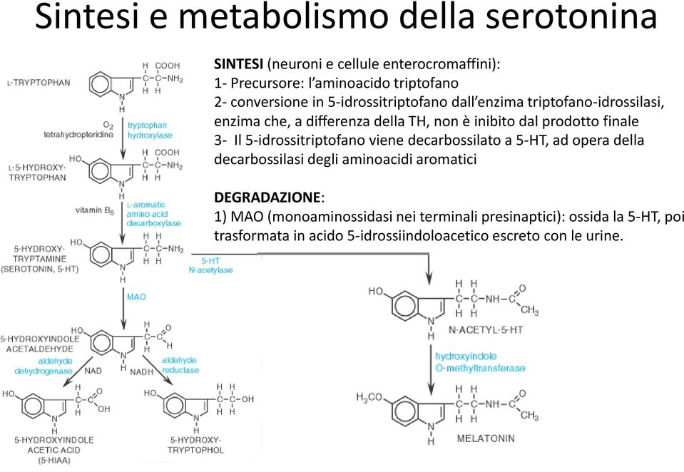 finale 3- Il 5-idrossitriptofano viene decarbossilato a 5-HT, ad opera della decarbossilasi degli aminoacidi aromatici DEGRADAZIONE: