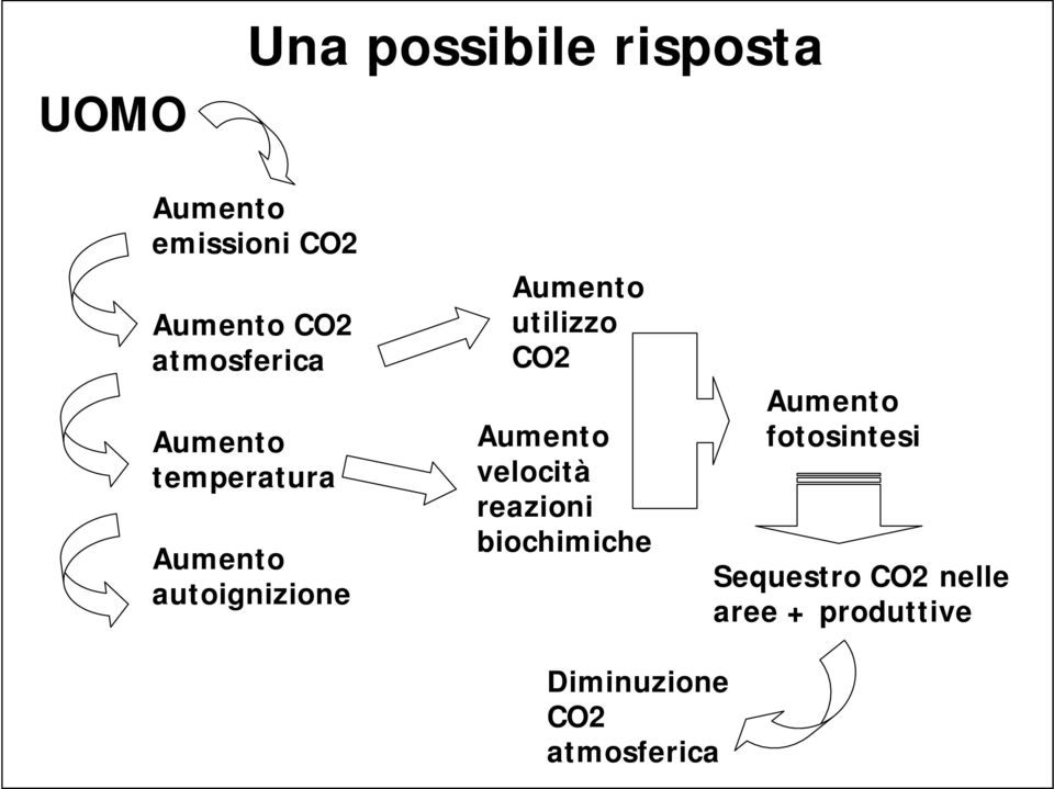 utilizzo CO2 Aumento velocità reazioni biochimiche Aumento
