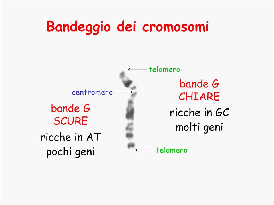 pochi geni telomero telomero