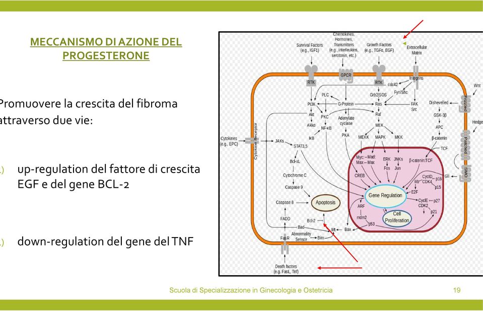 due vie: ) up-regulationdel fattore di