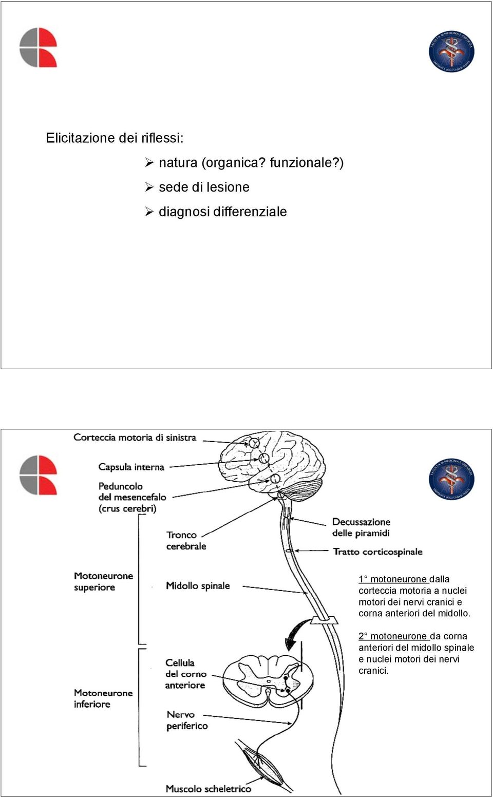 motoria a nuclei motori dei nervi cranici e corna anteriori del midollo.