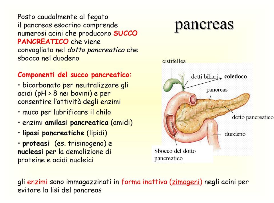 degli enzimi muco per lubrificare il chilo enzimi amilasi pancreatica (amidi) lipasi pancreatiche (lipidi) proteasi (es.