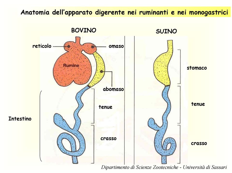 stomaco abomaso tenue tenue Intestino crasso crasso