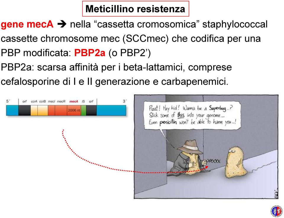 una PBP modificata: PBP2a (o PBP2 ) PBP2a: scarsa affinità per i