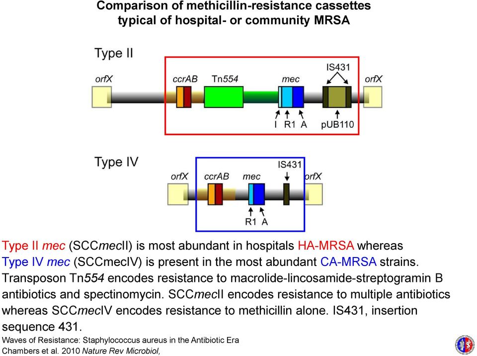 Transposon Tn554 encodes resistance to macrolide-lincosamide-streptogramin B antibiotics and spectinomycin.