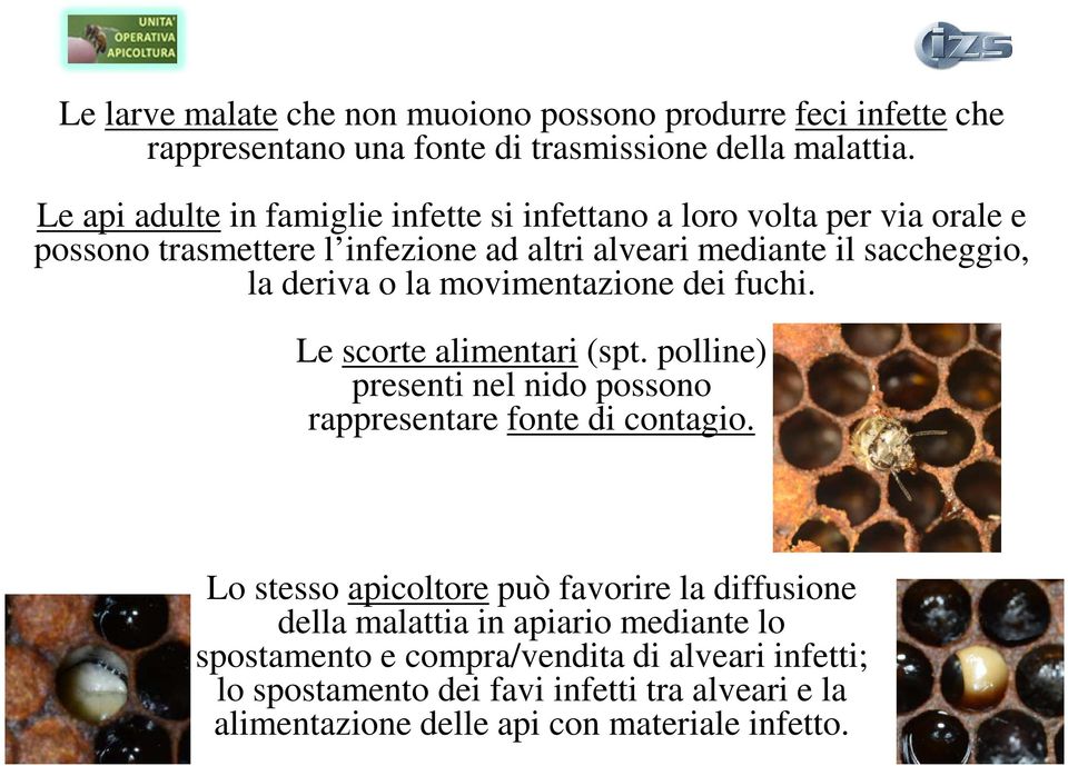 o la movimentazione dei fuchi. Le scorte alimentari (spt. polline) presenti nel nido possono rappresentare fonte di contagio.