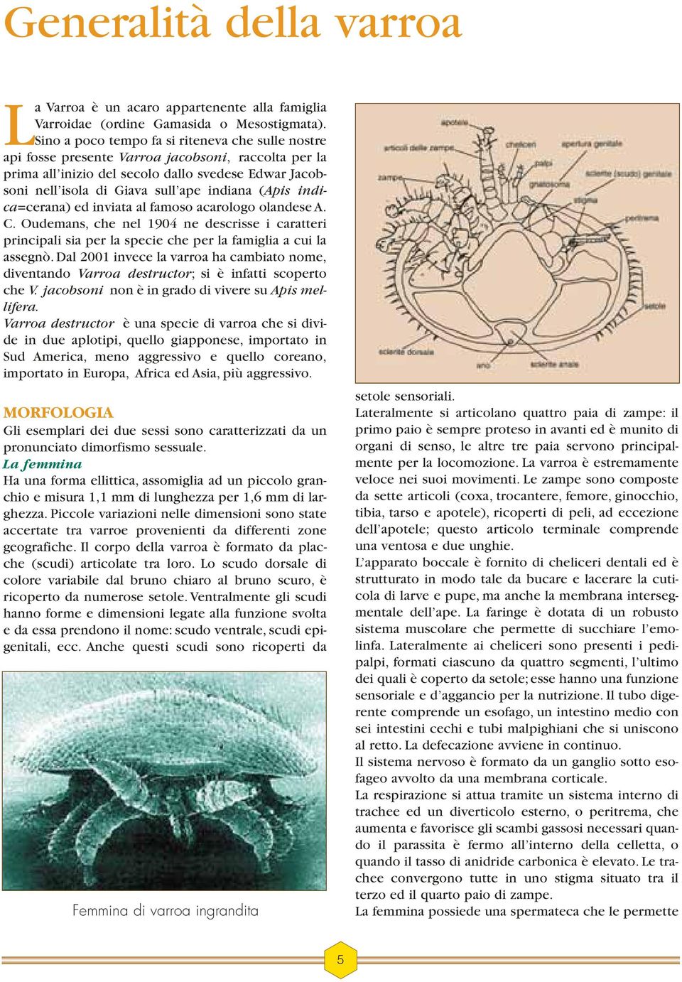 (Apis indica=cerana) ed inviata al famoso acarologo olandese A. C. Oudemans, che nel 1904 ne descrisse i caratteri principali sia per la specie che per la famiglia a cui la assegnò.