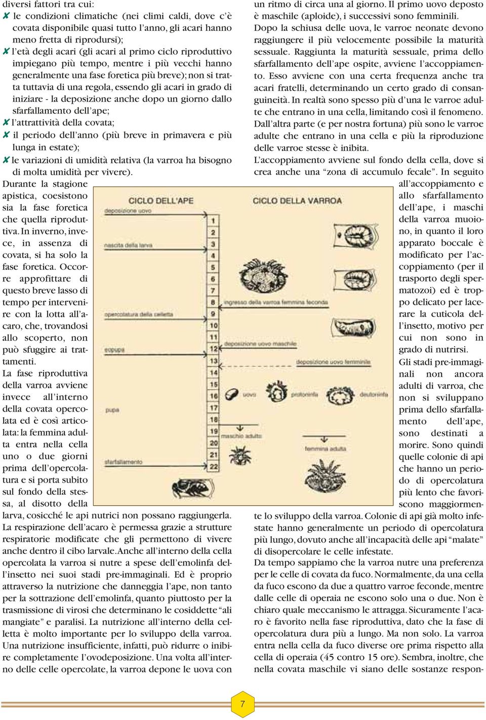 Raggiunta la maturità sessuale, prima dello sfarfallamento dell ape ospite, avviene l accoppiamento.