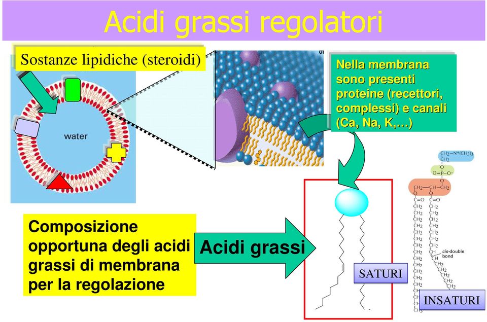 canali (Ca, Na, K, ) Composizione opportuna degli acidi