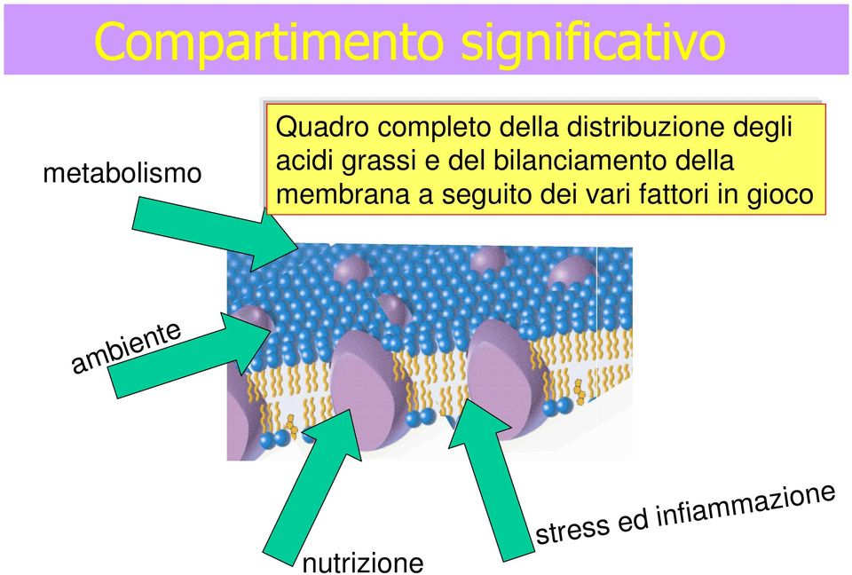 del bilanciamento della membrana a seguito dei vari