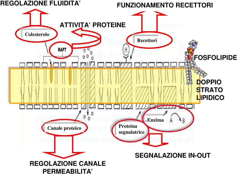 DOPPIO STRATO LIPIDICO Canale proteico Proteina