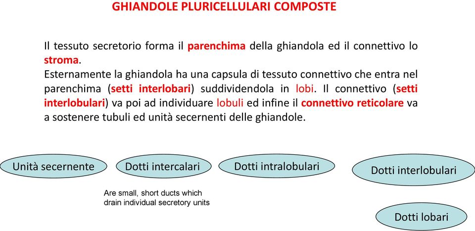 Il connettivo (setti interlobulari) va poi ad individuare lobuli ed infine il connettivo reticolare va a sostenere tubuli ed unità