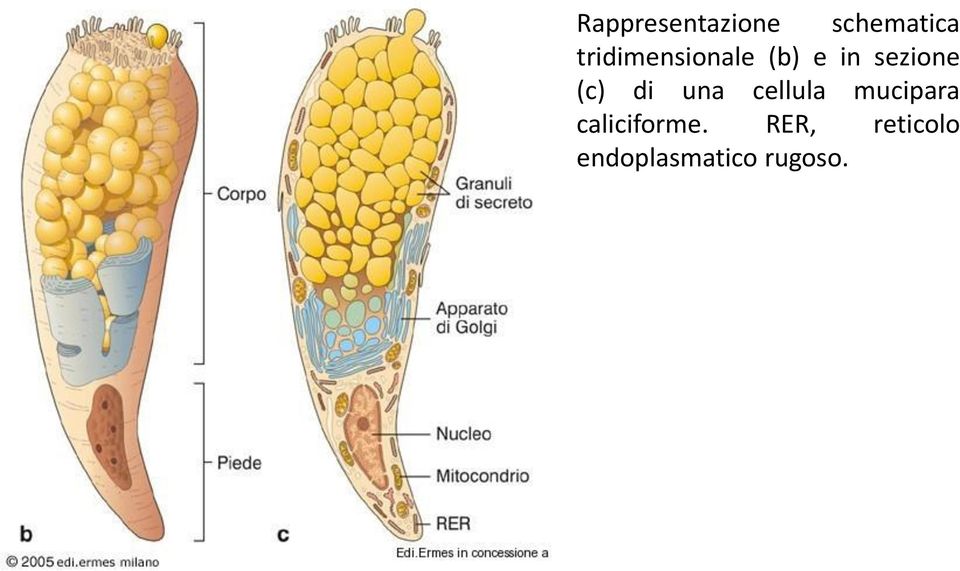 (c) di una cellula mucipara