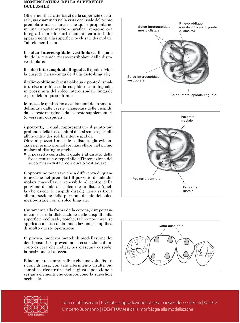 Tali elementi sono: mesio- Rilievo obliquo (cresta obliqua o ponte di smalto) il solco intercuspidale vestibolare, il quale divide la cuspide mesio-vestibolare dalla distovestibolare; il solco