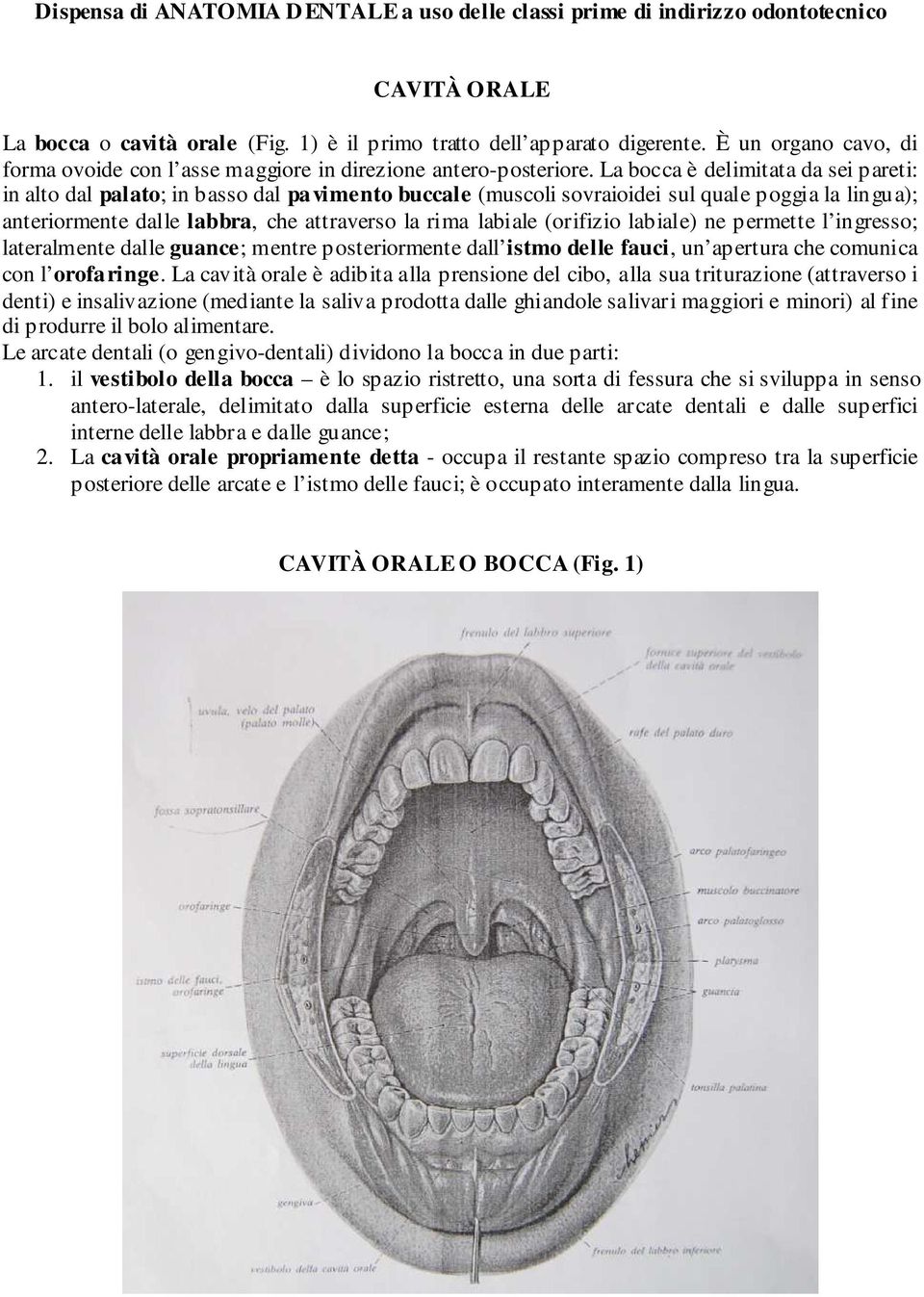 La bocca è delimitata da sei pareti: in alto dal palato; in basso dal pavimento buccale (muscoli sovraioidei sul quale poggia la lingua); anteriormente dalle labbra, che attraverso la rima labiale