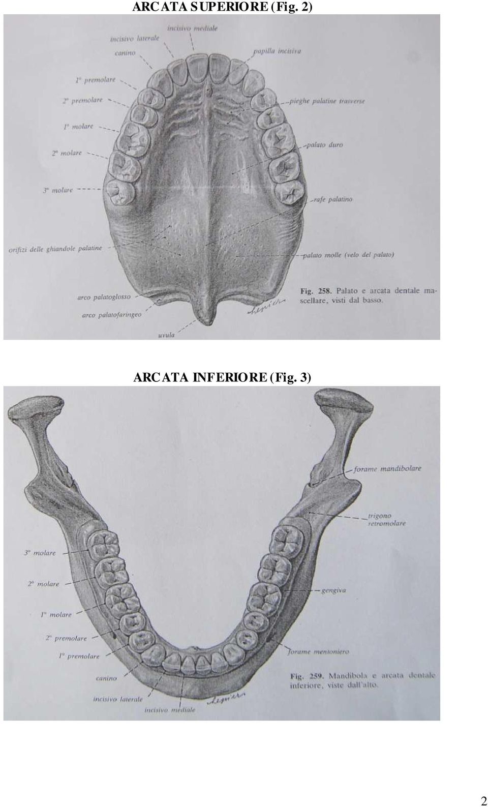 (Fig. 2) 