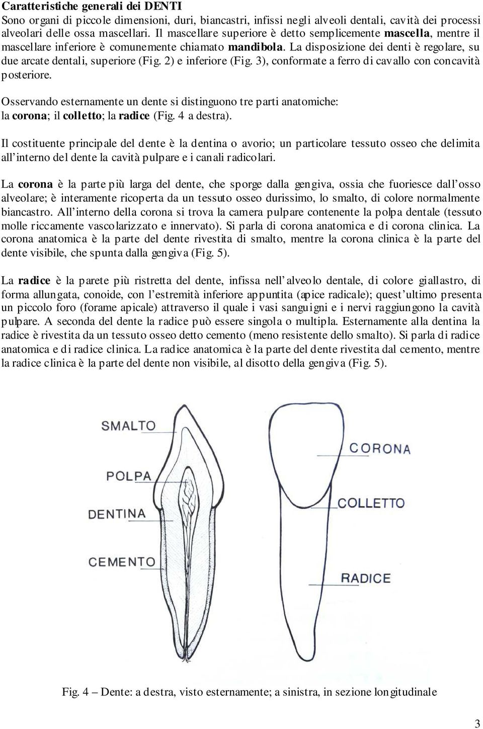 2) e inferiore (Fig. 3), conformate a ferro di cavallo con concavità posteriore. Osservando esternamente un dente si distinguono tre parti anatomiche: la corona; il colletto; la radice (Fig.