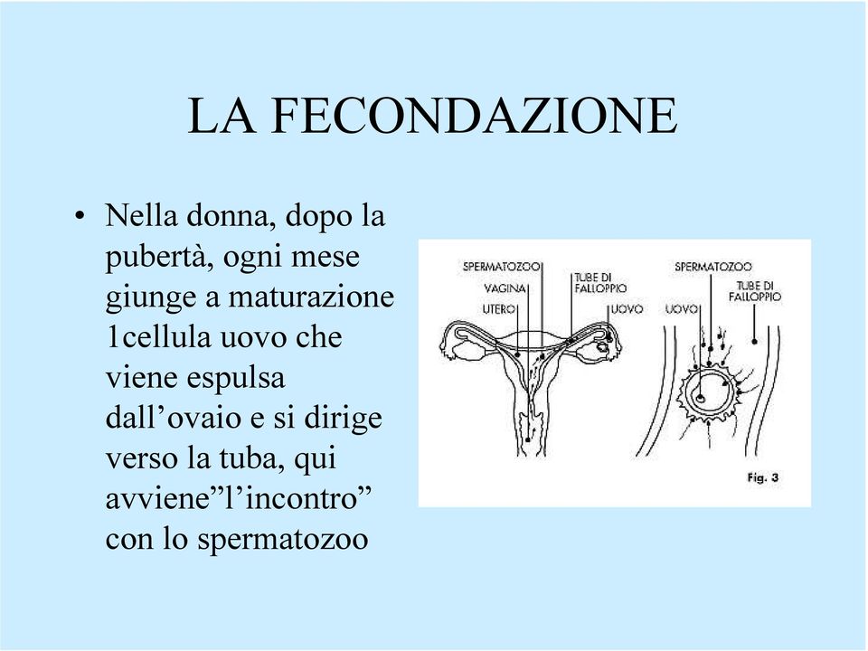 che viene espulsa dall ovaio e si dirige verso