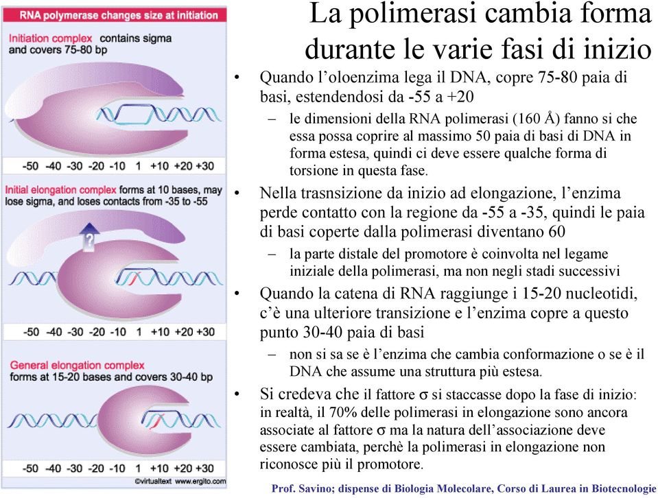 Nella trasnsizione da inizio ad elongazione, l enzima perde contatto con la regione da -55 a -35, quindi le paia di basi coperte dalla polimerasi diventano 60 la parte distale del promotore è