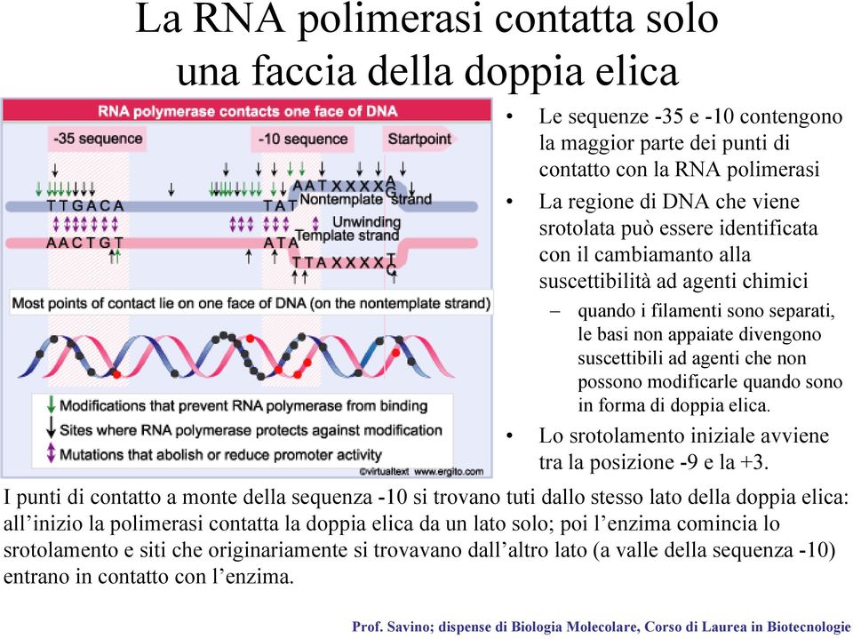 sono in forma di doppia elica. Lo srotolamento iniziale avviene tra la posizione -9 e la +3.