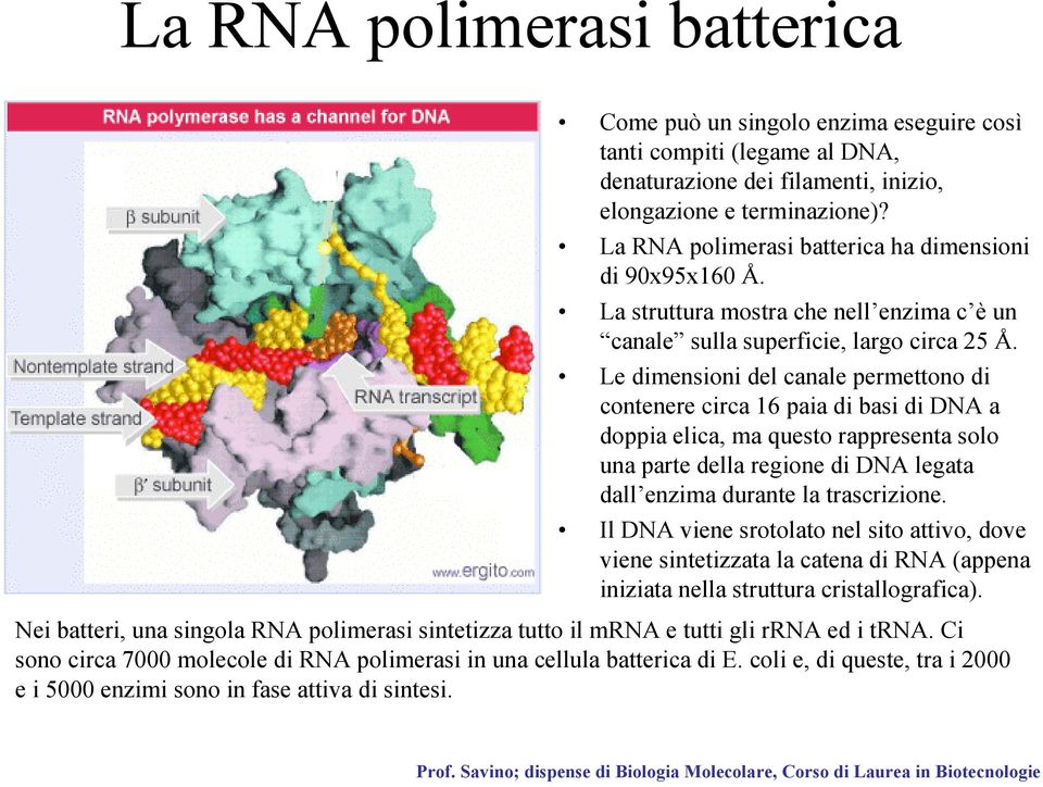 Le dimensioni del canale permettono di contenere circa 16 paia di basi di DNA a doppia elica, ma questo rappresenta solo una parte della regione di DNA legata dall enzima durante la trascrizione.