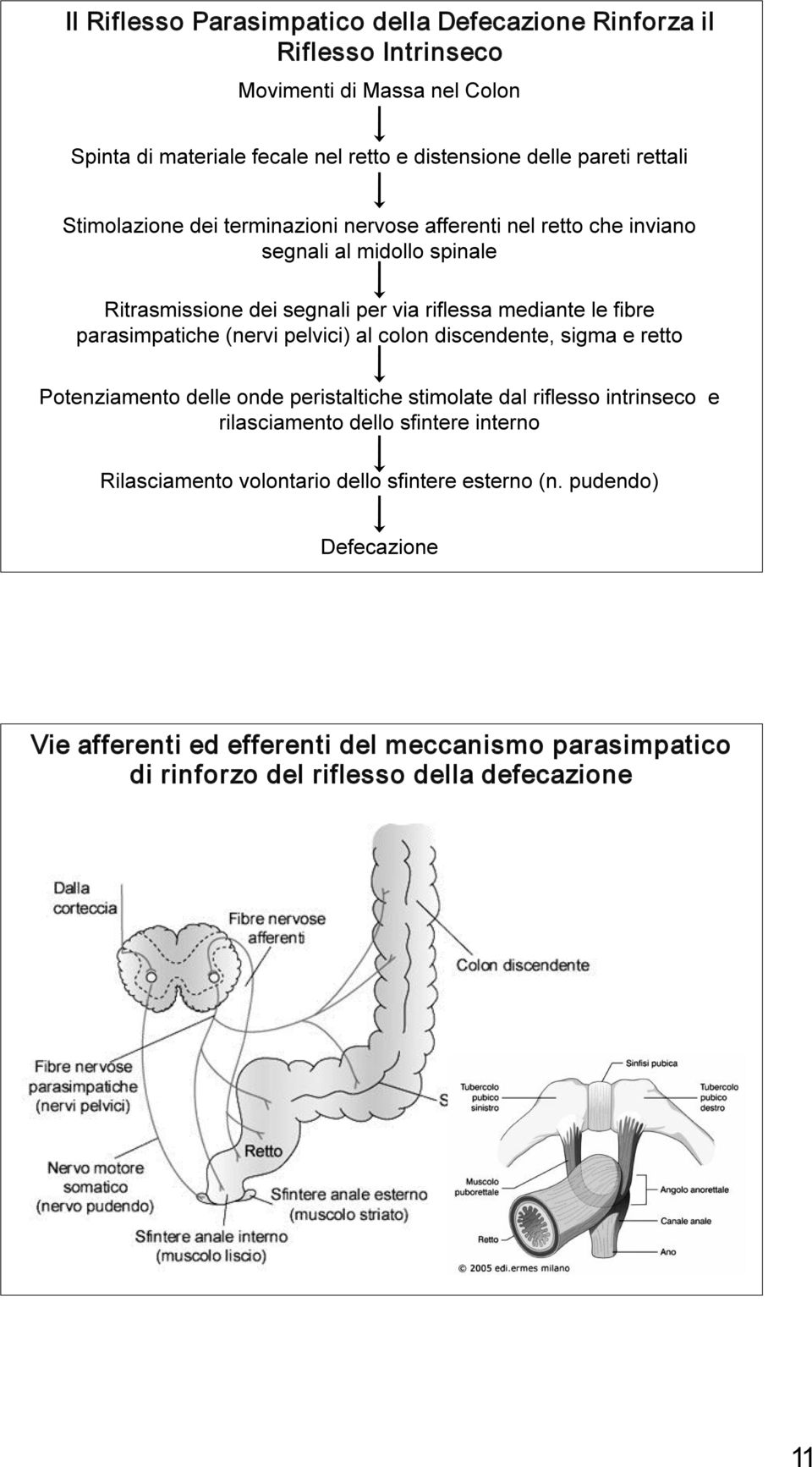 parasimpatiche (nervi pelvici) al colon discendente, sigma e retto Potenziamento delle onde peristaltiche stimolate dal riflesso intrinseco e rilasciamento dello sfintere