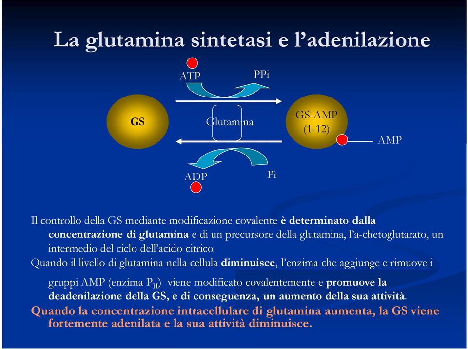 Quando il livello di glutamina nella cellula diminuisce,, l enzima che aggiunge e rimuove i gruppi AMP (enzima P II ) viene modificato covalentemente e promuove