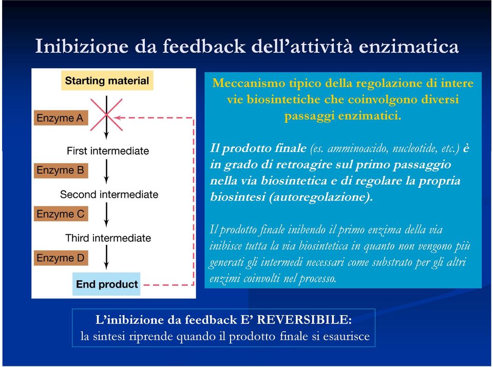 ) è in grado di retroagire sul primo passaggio nella via biosintetica e di regolare la propria biosintesi (autoregolazione).