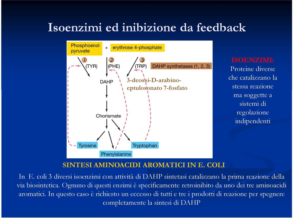 coli 3 diversi isoenzimi con attività di DAHP sintetasi catalizzano la prima reazione della via biosintetica.