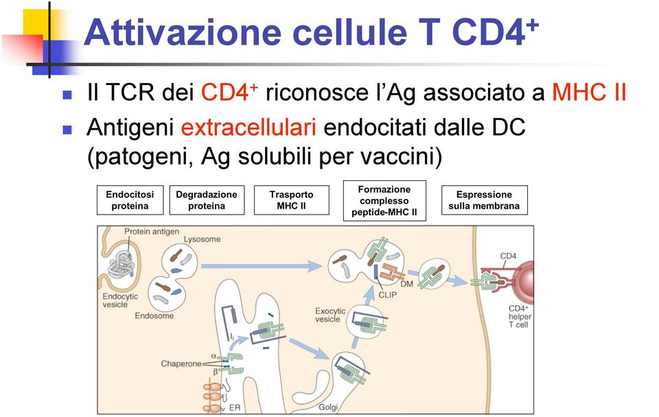 IL-2 (aumento fino a 1000 volte dei T Ag-specifici) Differenziamento: CD4 + effettori (helper)