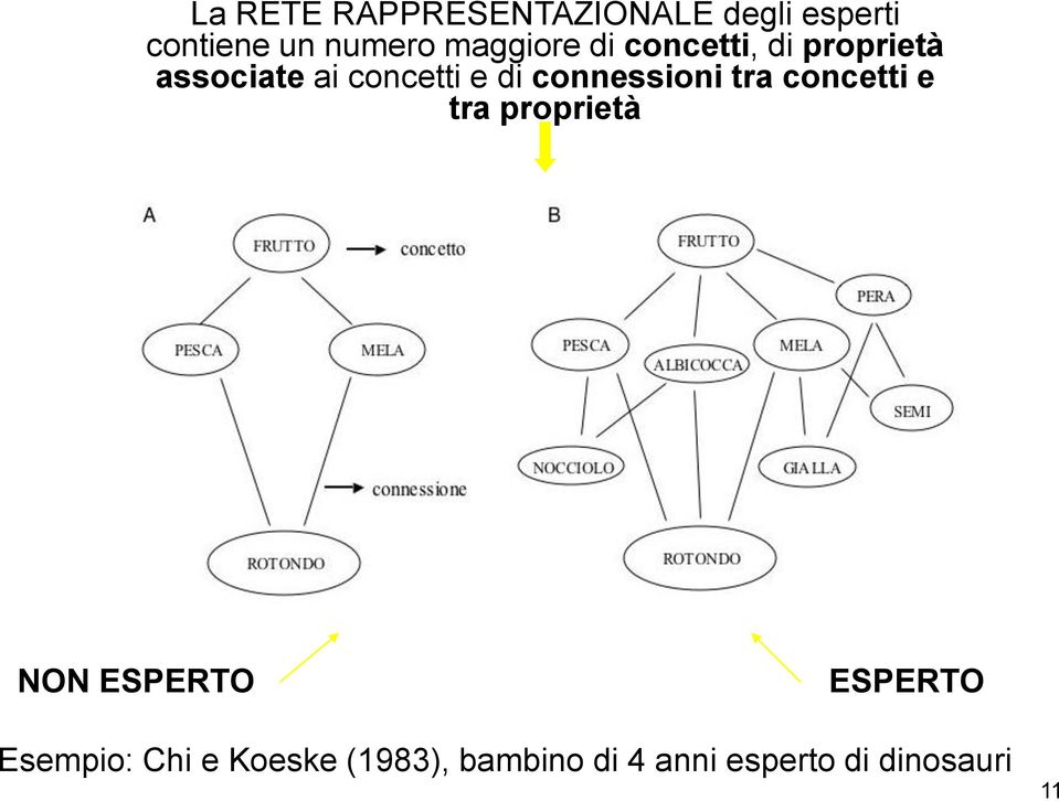 connessioni tra concetti e tra proprietà NON ESPERTO ESPERTO