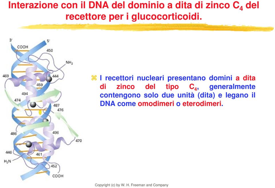 I recettori nucleari presentano domini a dita di zinco del