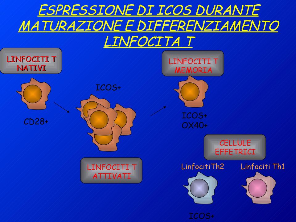 ICOS+ LINFOCITI T MEMORIA CD28+ ICOS+ OX40+ CELLULE